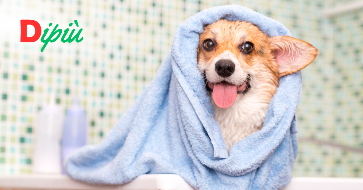 Come lavare il cane a casa? Una guida pratica